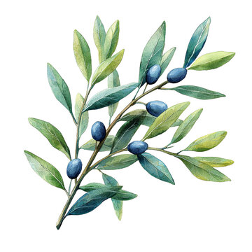 Ilustraci&oacute;n estilo acuarela de una rama de olivo con hojas verdes y aceitunas negras sobre fondo blanco. Concepto de naturaleza, comida org&aacute;nica y paz.
