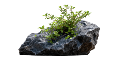 A small plant sprouting from a weathered gray stone, isolated against a black background