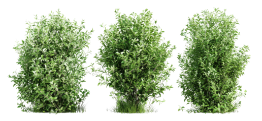 Three lush, realistic digital renderings of vibrant green shrubbery on a stark black background