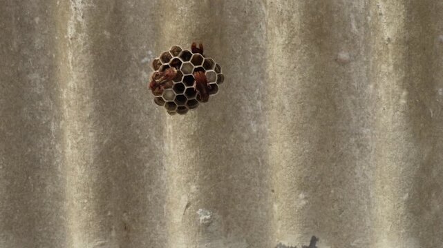 Bee hive on the roof