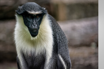 Grey and white monkey sitting upright with alert gaze in outdoor enclosure © CharnwoodPhoto