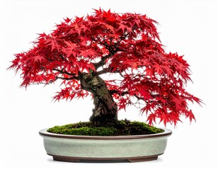 Vibrant red Japanese maple bonsai tree in a shallow ceramic pot, styled with moss and textured trunk. Aesthetic miniature plant ideal for nature, gardening, and zen-themed visuals.