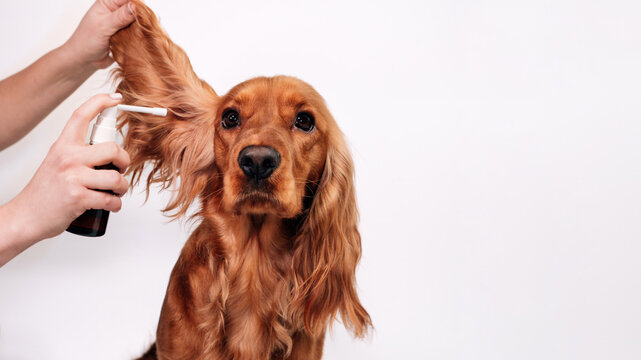 Cocker spaniel dog calmly receiving an ear cleaning treatment from a person using a spray bottle, focusing on pet care, hygiene, and regular veterinary maintenance against a clean white background