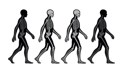 Human anatomy and skeletal structure are illustrated in a progression of walking figures.