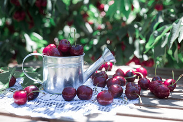 still life of cherries in small tin can on table in garden