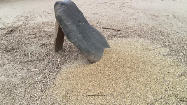 Farmer Rice plants thrashed on the rock. To separate the grains, the rice plants are cherished by striking them against a large stone. Traditional methods of threshing grain in India. Agriculture work