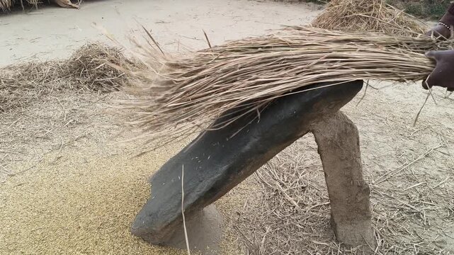 Farmer Rice plants thrashed on the rock. To separate the grains, the rice plants are cherished by striking them against a large stone. Traditional methods of threshing grain in India. Agriculture work
