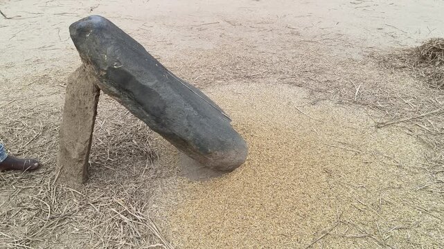 Farmer Rice plants thrashed on the rock. To separate the grains, the rice plants are cherished by striking them against a large stone. Traditional methods of threshing grain in India. Agriculture work