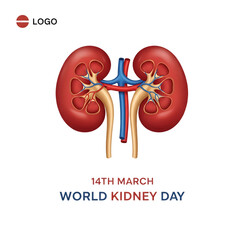 Detailed anatomical illustration of human kidneys with visible blood vessels on transparent background