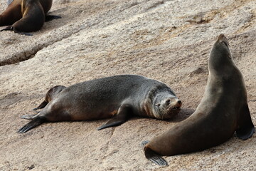 australian fur seal