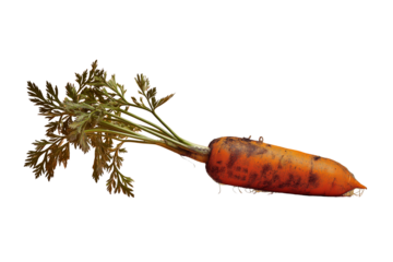 Fresh Organic Carrot with Soil and Leaves on Minimal Orange Background (PNG TR 10800×7200)