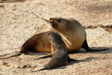 australian fur seal