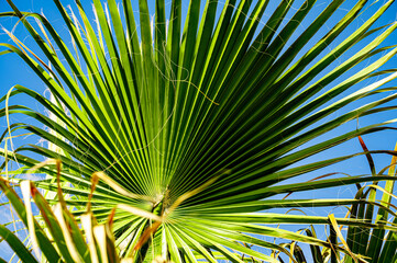 Fototapeta premium Palm leaf in sunlight against blue sky, tropical texture. Close-up of a palm leaf illuminated by sunlight against a clear blue sky