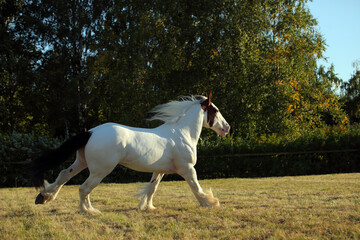 Running white horse on the green summer fields