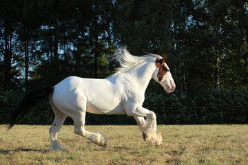 Running white horse on the green summer fields