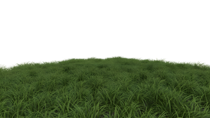 Lush green field with dense grass . Isolated on transparent background, png