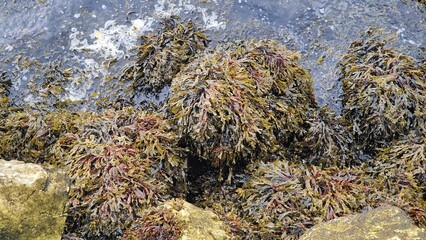 seaweeds along the coast of Norway are diverse marine macroalgae that grow on rocky shores, fjords, and shallow coastal waters. They include brown, red, and green algae and play a crucial role in co