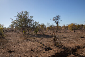 Zambezi National Park in Zimbabwe, Africa