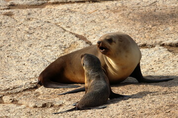 australian fur seal