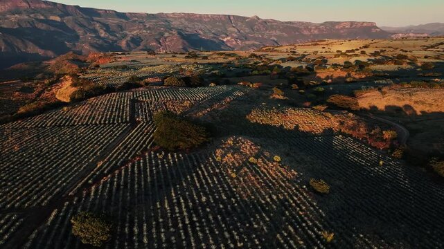 Aerial view of symmetrical agave fields meeting rugged mountains under a soft, golden light, creating a striking contrast, Jalisco, Mexico.