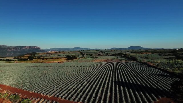 Aerial view of the expansive agave fields creating a mesmerizing pattern under a clear sky, surrounded by mountains, Tequila, Jalisco, Mexico.