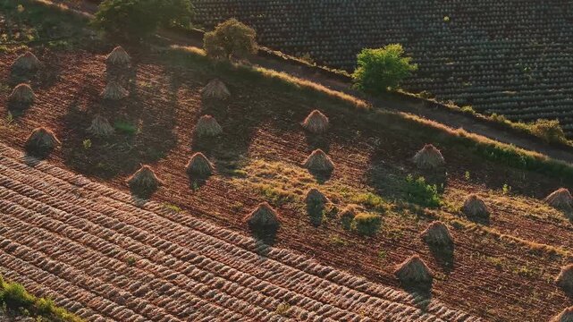 Aerial view of the agave fields showing textures of dry agave plants and green agave plants, contrasting tones in the landscape, Jalisco, Mexico.