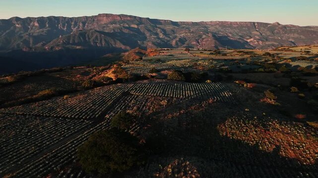 Aerial view of patterned agave fields meeting the mountainous horizon under a blue sky, creating a contrast of textures and tones, Jalisco, Mexico.