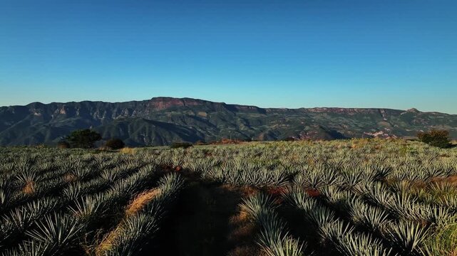 Aerial view of neat rows of agave plants stretching toward rugged mountains under a clear blue sky, creating a striking contrast, Jalisco, Mexico.