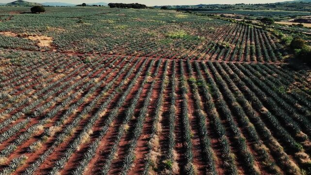 Aerial view of neatly organized rows of agave plants creating a textured landscape with contrasting earth tones and vibrant greens, Jalisco, Mexico.