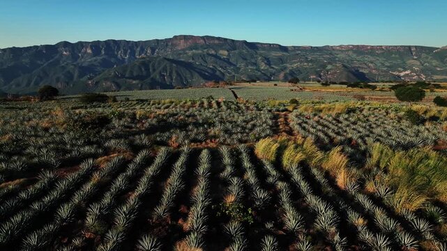 Aerial view of rows of agave plants stretching to the base of distant mountains under a clear sky, a landscape of textures and tones, Jalisco, Mexico.