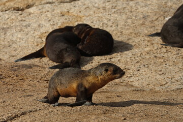 Fototapeta premium Australian fur seal
