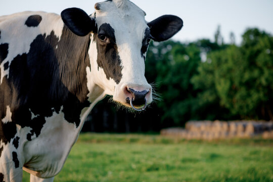 Cute Holstein cow with ring looking into the camera on green pasture.  farm animal in countryside