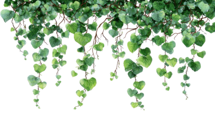 Hanging green heart-shaped leaves on brown vines against a black background