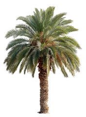 Fototapeta premium Digitally enhanced image of a solitary palm tree against a solid black background