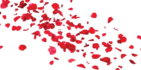 Vibrant red rose petals falling gracefully in a cascade against a clean white backdrop © Victor creative 