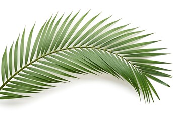 A single green palm frond curves gracefully across a clean white backdrop