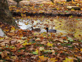 Autumn at Parco Sempione, Milan
