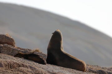 australian fur seal