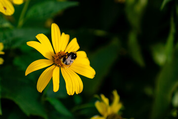 Bee pollinating flower on summer day. Close up photo of wild bee on yellow flower.