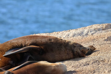 australian fur seal
