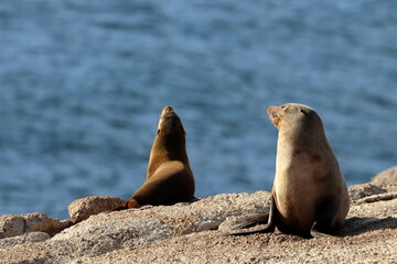 australian fur seal