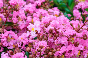 Beautiful and neat crape myrtle flowers blooming in a summer garden.