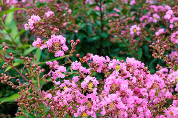 Obraz premium Beautiful and neat crape myrtle flowers blooming in a summer garden.