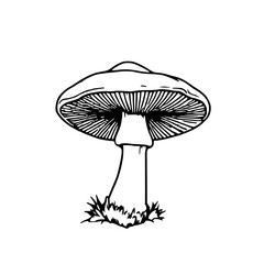 ​Wild chanterelle mushroom, black line art, white