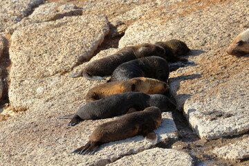 australian fur seal