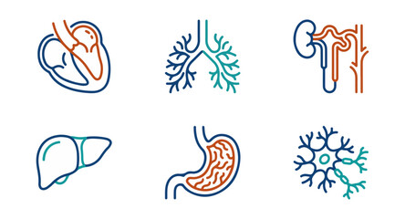 Fototapeta premium Medical icons heart lungs kidneys liver stomach and neuron illustrations