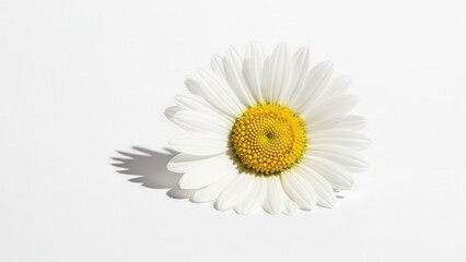 Obraz premium Fresh white daisy flower head with yellow center, blooming chamomile blossom in bright sunlight, spring floral element for beauty and wellness isolated on Transparent Background