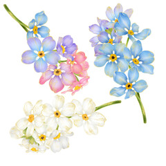 Semi realistic botanical watercolor illustration with luxury gold outline of colorful forget me not flower branch isolated on transparent background