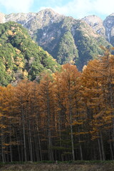 秋の上高地　カラマツの紅葉