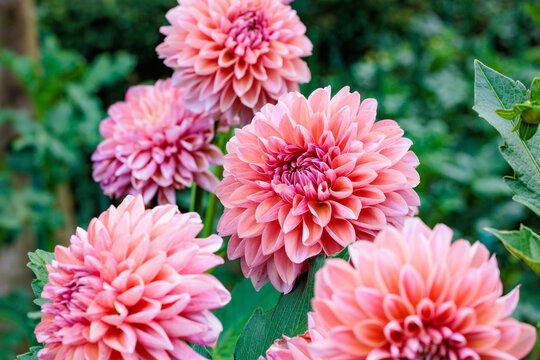 Beautiful orange dahlia flowers blooming in the summer garden. - Powered by Adobe
